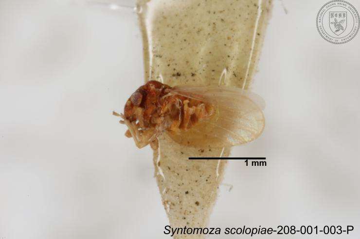 Image of Syntomoza scolopiae Yang 1984