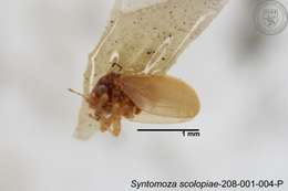 Image of Syntomoza scolopiae Yang 1984