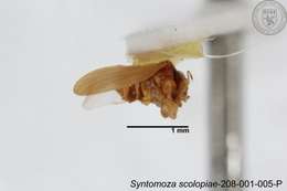 Image of Syntomoza scolopiae Yang 1984