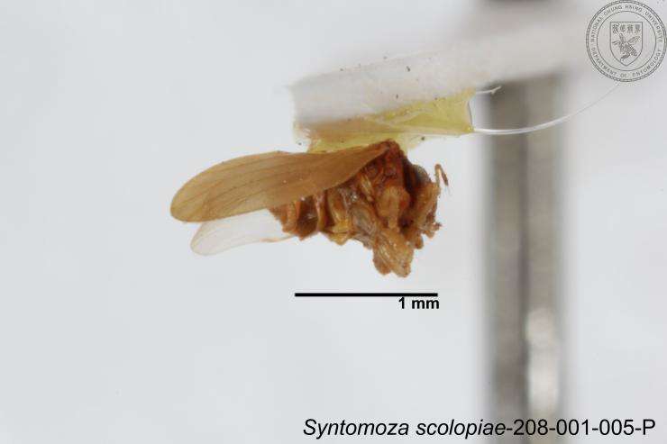 Image of Syntomoza scolopiae Yang 1984