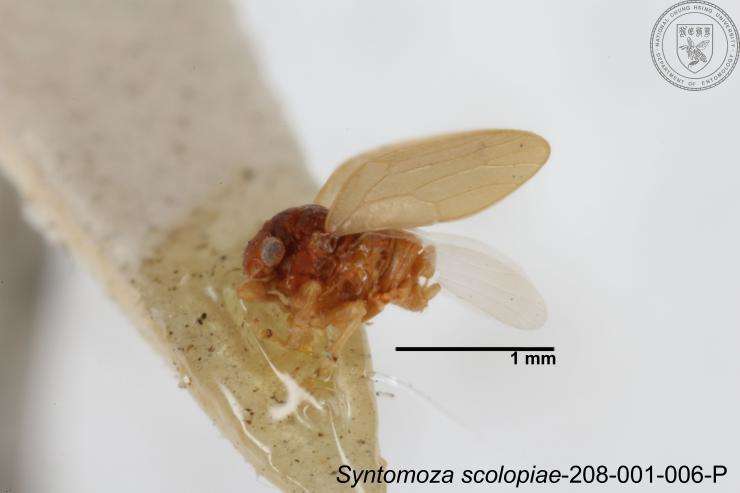 Image of Syntomoza scolopiae Yang 1984