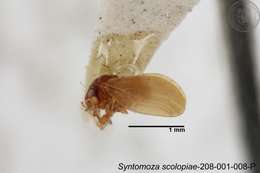 Image of Syntomoza scolopiae Yang 1984