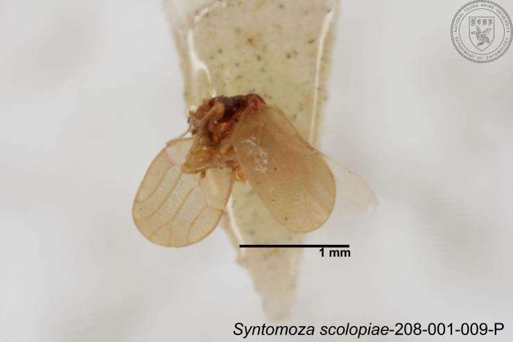 Image of Syntomoza scolopiae Yang 1984