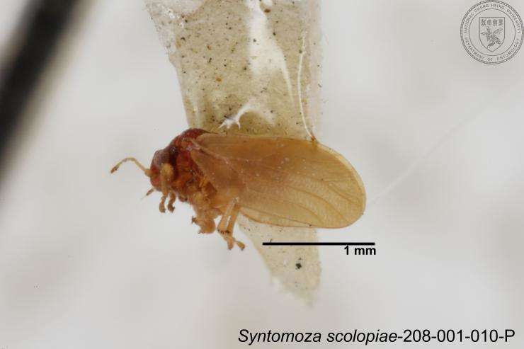 Image of Syntomoza scolopiae Yang 1984