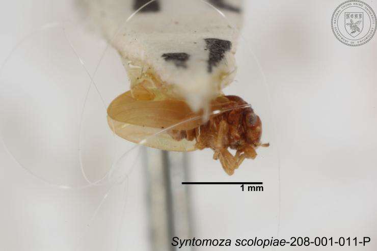 Image of Syntomoza scolopiae Yang 1984