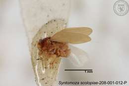 Image of Syntomoza scolopiae Yang 1984