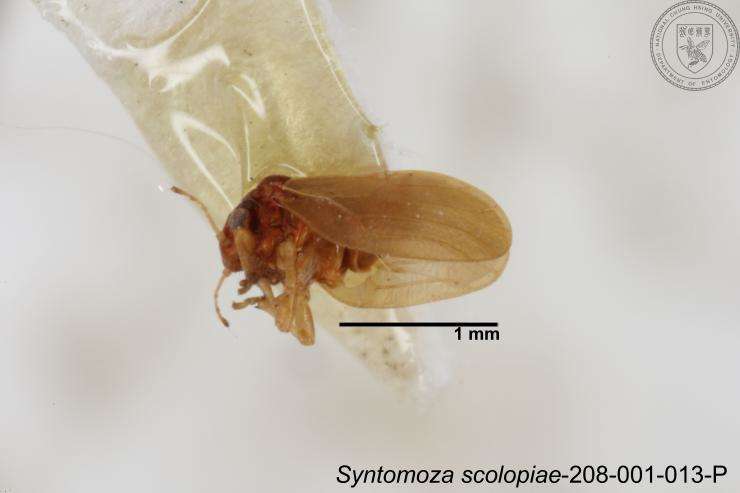 Image of Syntomoza scolopiae Yang 1984