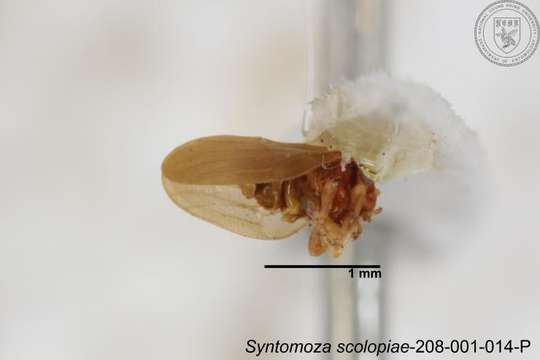 Image of Syntomoza scolopiae Yang 1984