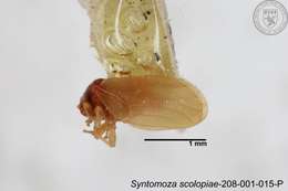 Image of Syntomoza scolopiae Yang 1984