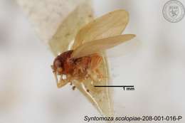 Image of Syntomoza scolopiae Yang 1984