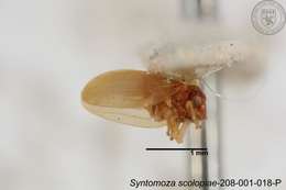 Image of Syntomoza scolopiae Yang 1984