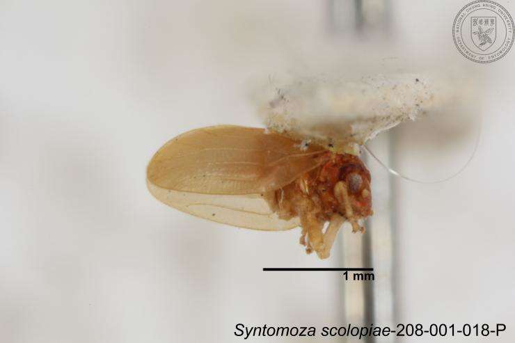 Image of Syntomoza scolopiae Yang 1984