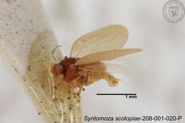 Image of Syntomoza scolopiae Yang 1984