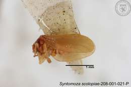 Image of Syntomoza scolopiae Yang 1984