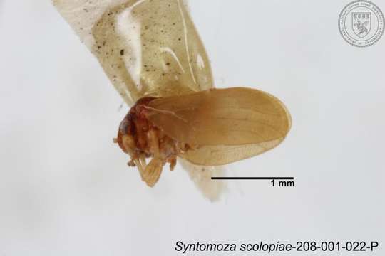 Image of Syntomoza scolopiae Yang 1984