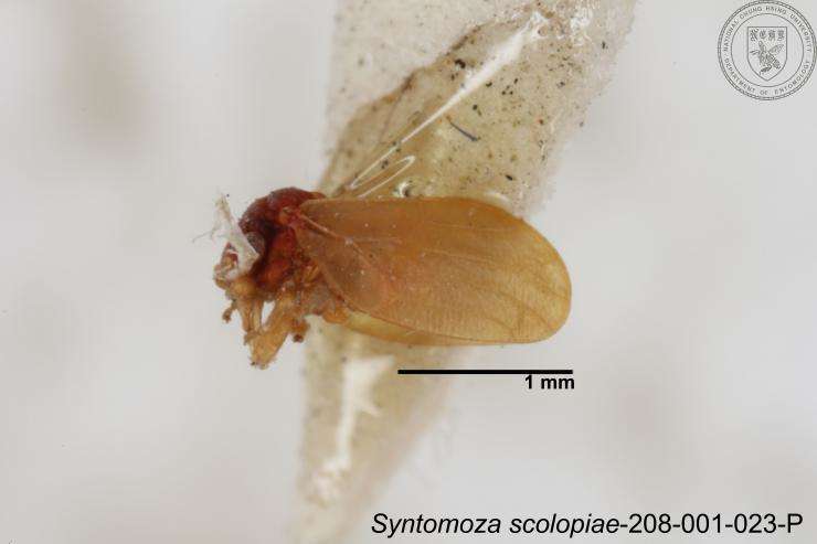 Image of Syntomoza scolopiae Yang 1984