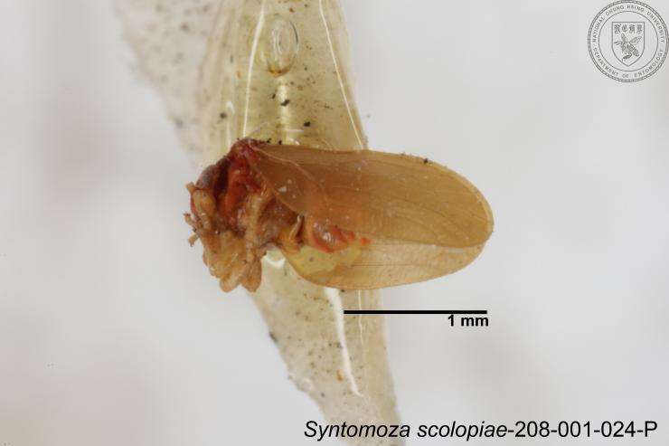 Image of Syntomoza scolopiae Yang 1984