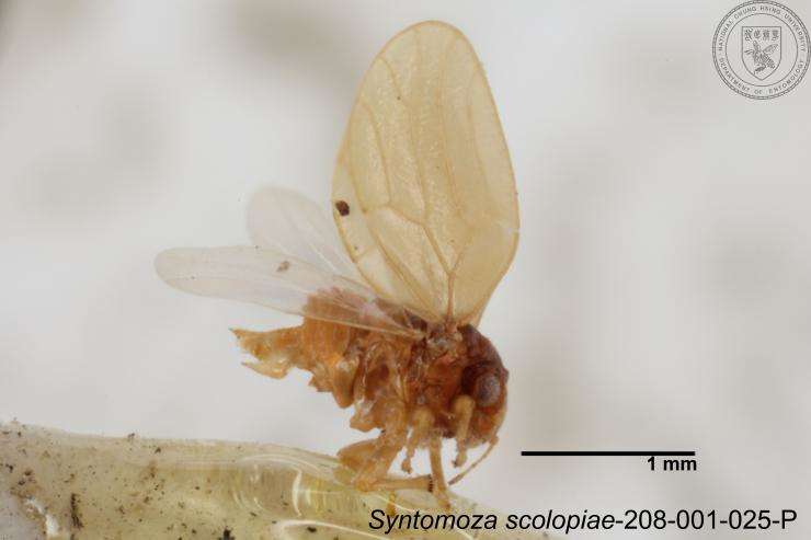 Image of Syntomoza scolopiae Yang 1984