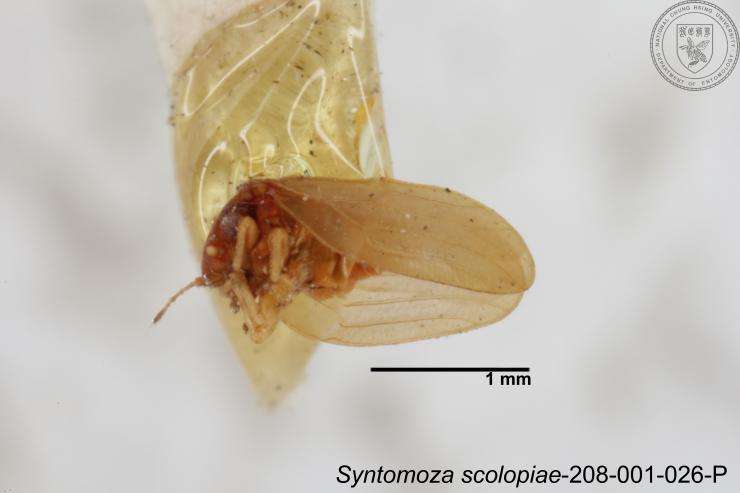 Image of Syntomoza scolopiae Yang 1984