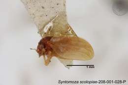 Image of Syntomoza scolopiae Yang 1984