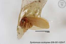 Image of Syntomoza scolopiae Yang 1984