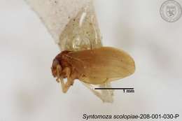 Image of Syntomoza scolopiae Yang 1984