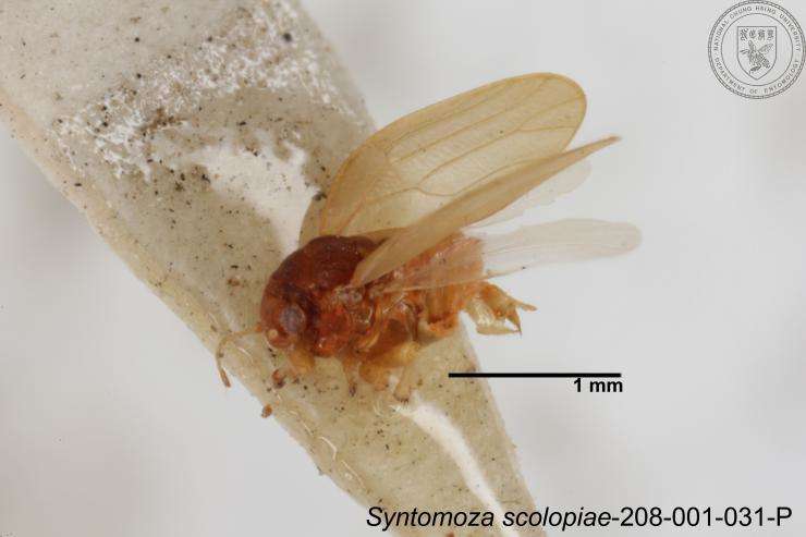 Image of Syntomoza scolopiae Yang 1984