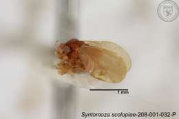 Image of Syntomoza scolopiae Yang 1984