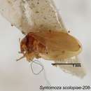 Слика од Syntomoza scolopiae Yang 1984