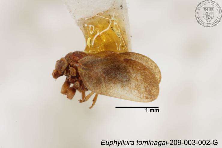 Image of Euphyllura