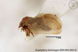 Image of Euphyllura