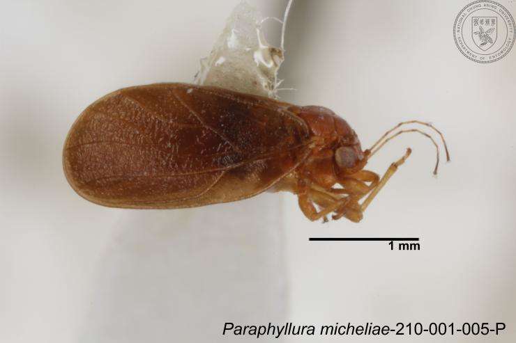 Image of Paraphyllura