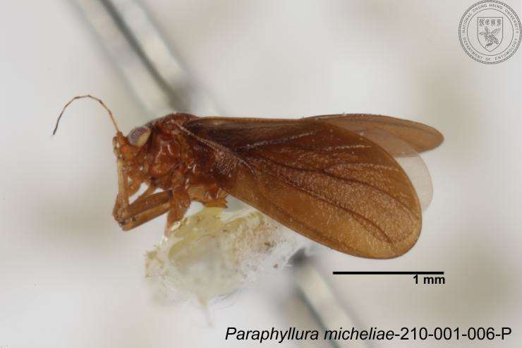 Image of Paraphyllura