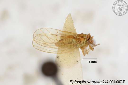 Image of Epipsylla