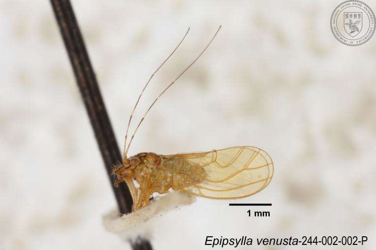 Image of Epipsylla