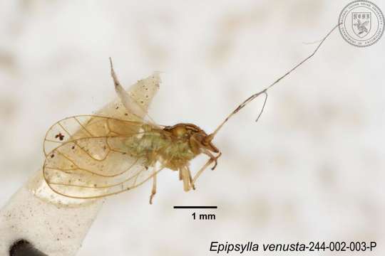 Image of Epipsylla