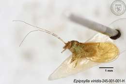 Image of Epipsylla viridis Yang 1984