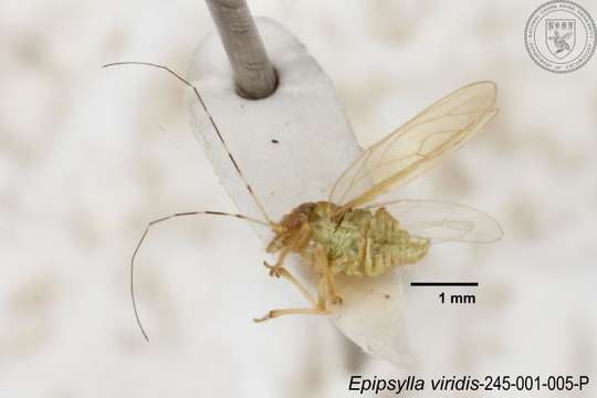 Epipsylla viridis Yang 1984 resmi