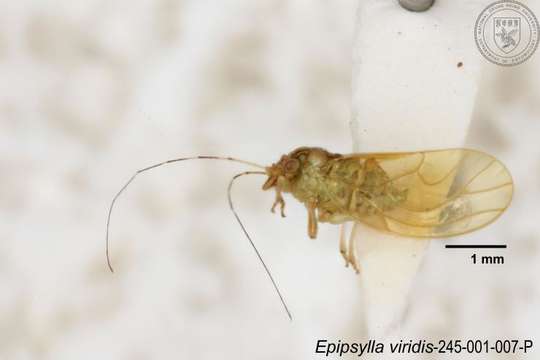 Epipsylla viridis Yang 1984 resmi