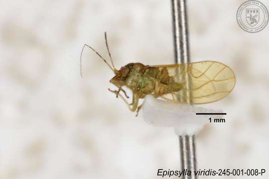 Epipsylla viridis Yang 1984 resmi