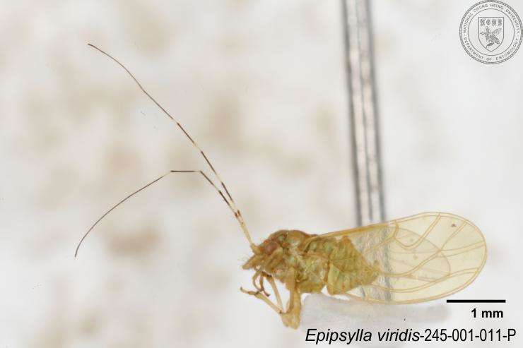 Epipsylla viridis Yang 1984 resmi