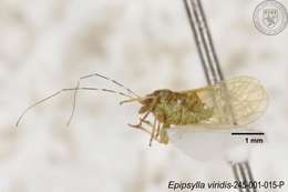 Epipsylla viridis Yang 1984 resmi