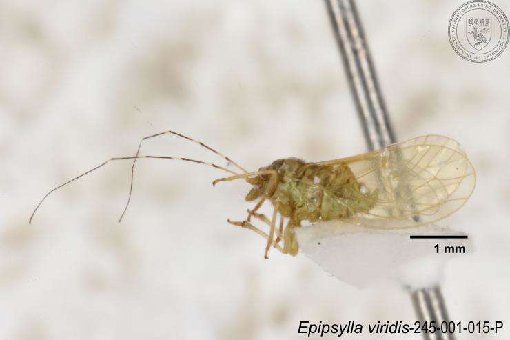 Epipsylla viridis Yang 1984 resmi