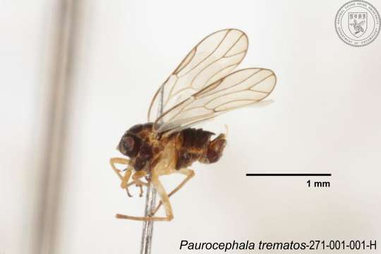 Image of Paurocephala