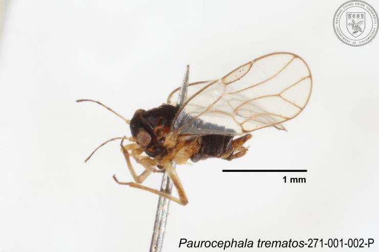 Image of Paurocephala