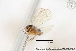 Image of Paurocephala