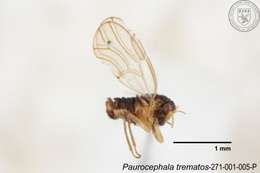 Image of Paurocephala