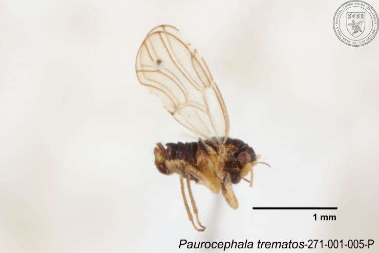 Image of Paurocephala