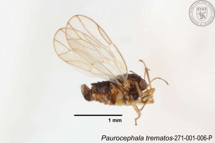 Image of Paurocephala