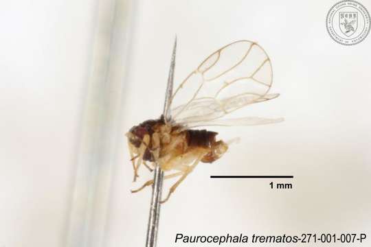 Image of Paurocephala